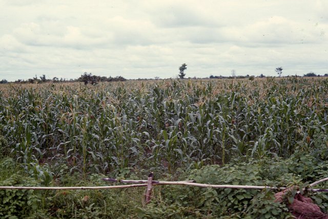 053WhiteFieldCorn