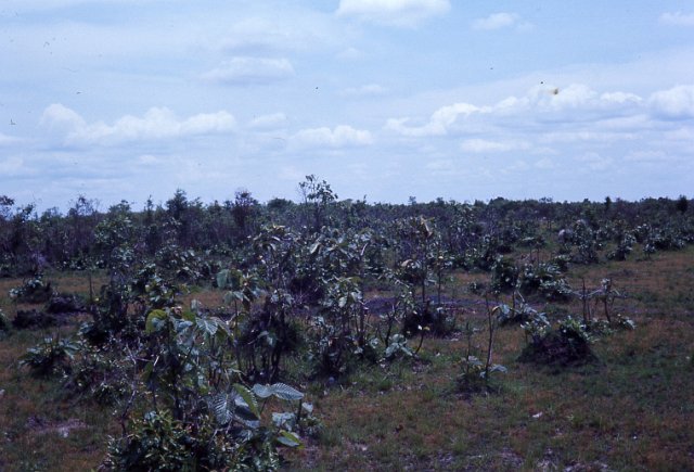 072NearMekongDelta