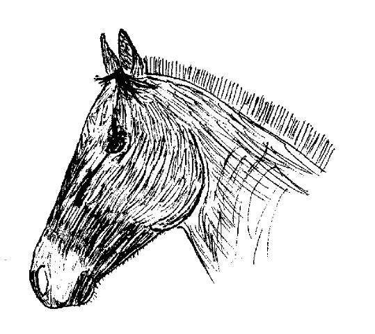 HorseSketch