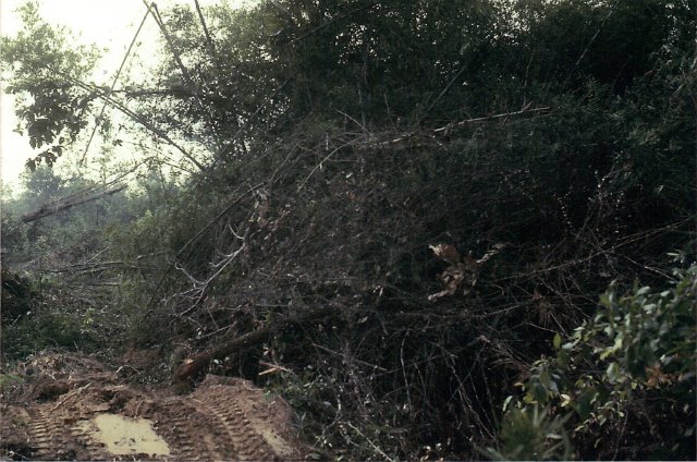 This is how dense the jungle we knocked down was-1